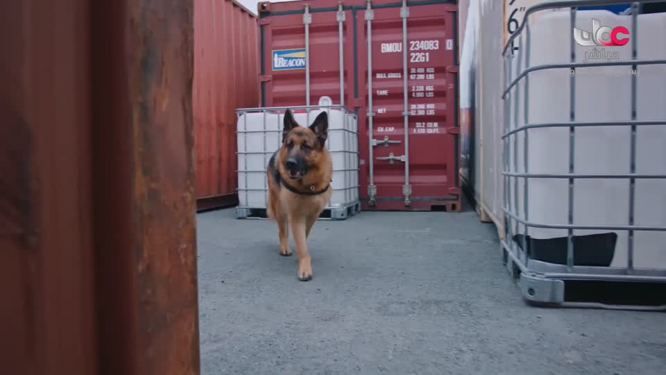 البرنامج الثقافي - ماذا تعرف عن - الحلقة 8