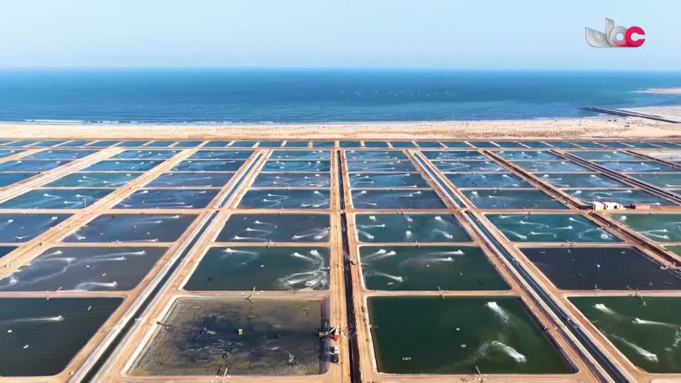 برنامج/متون