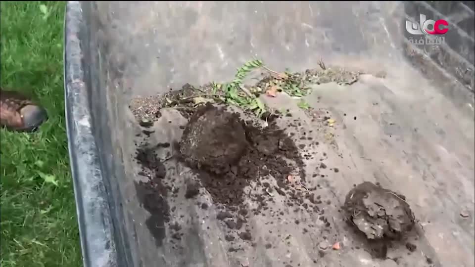 البرنامج الثقافي - عالم الأشجار