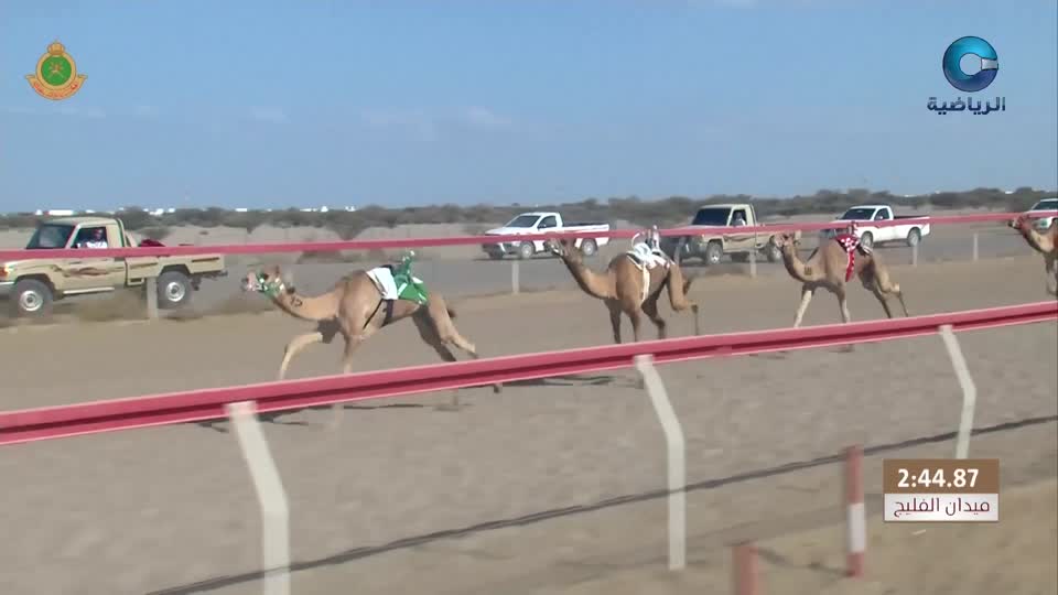 السباق العام للمهرجان السنوي لسباقات الهجن الاهلية - الفليج 2026 - الحلقة 6