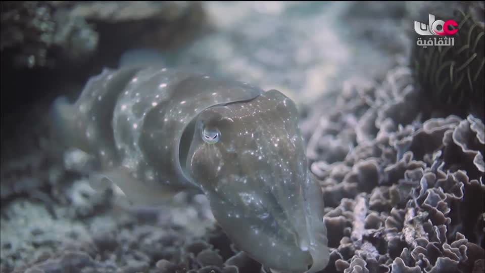 البرنامج الثقافي - كنور غارقة