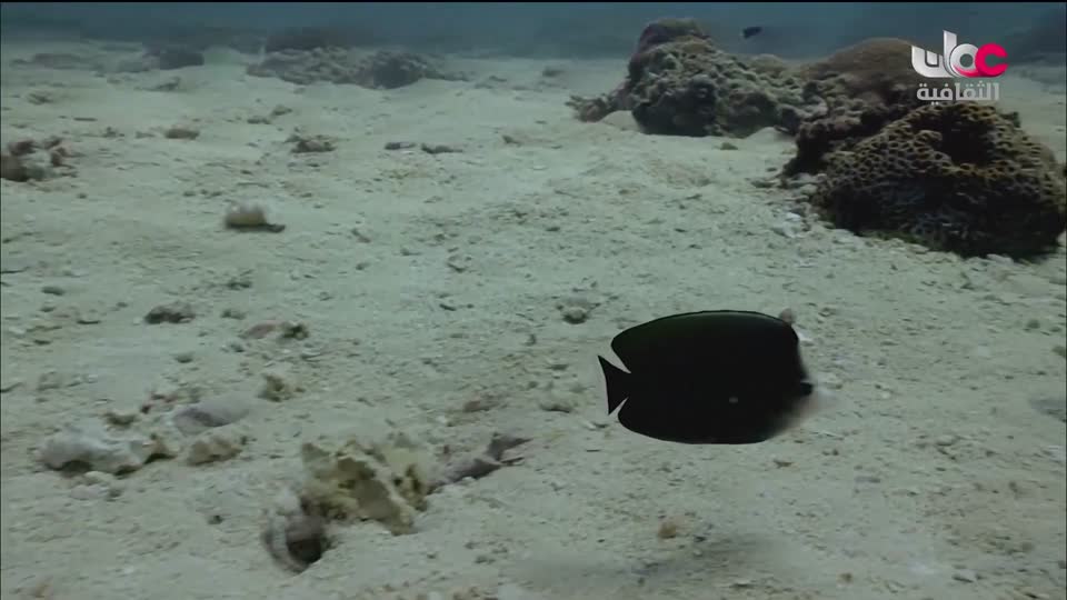 البرنامج الثقافي - غرائب البحار - الحلقة 1