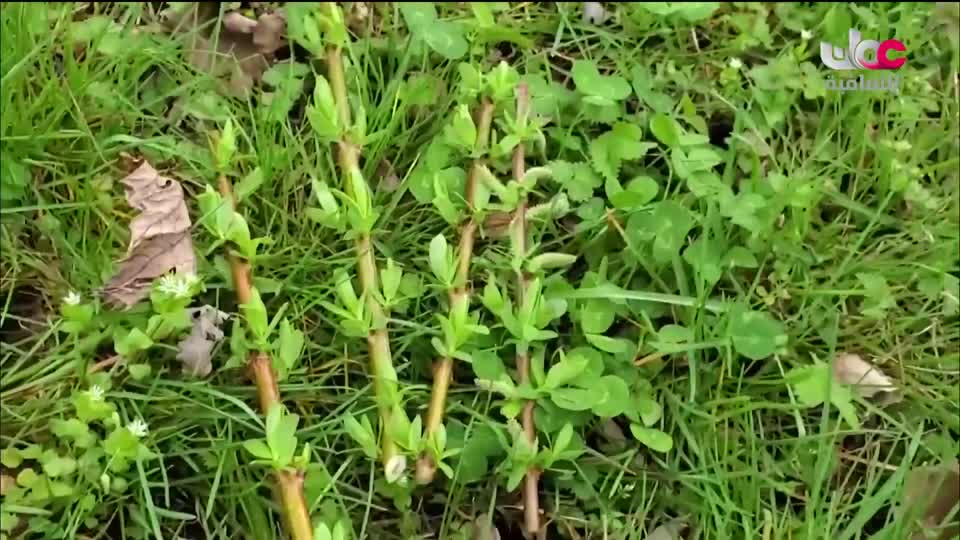 البرنامج الثقافي - عالم الأشجار