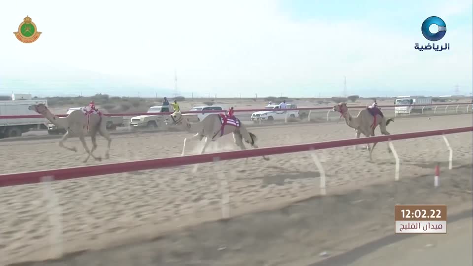 اليوم الختامي - السباق الختامي لكأس جلالة السلطان للهجن - الفليج 2025