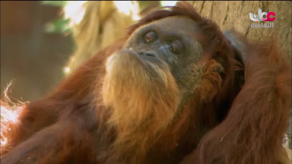 البرنامج الثقافي - هل تعلم ج2 - الحلقة 11