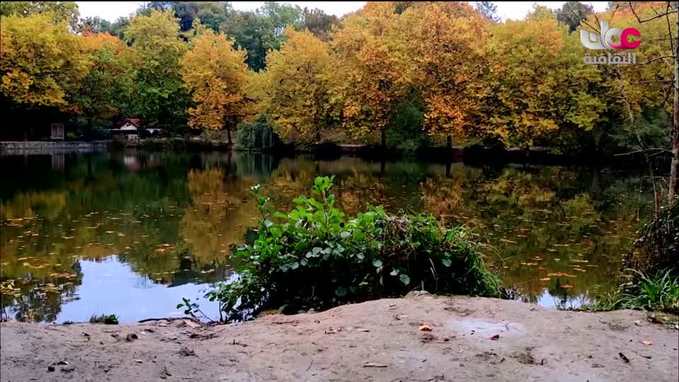 البرنامج الثقافي - عالم الأشجار