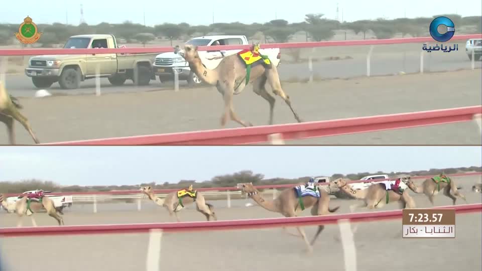 اليوم الرابع - السباق الختامي لكأس جلالة السلطان للهجن - الفليج 2025