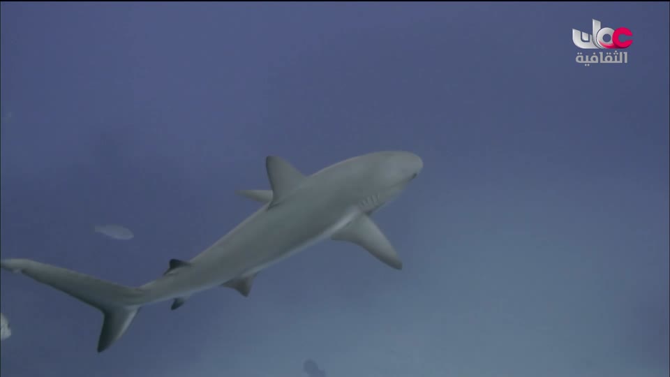 البرنامج الثقافي - كنور غارقة