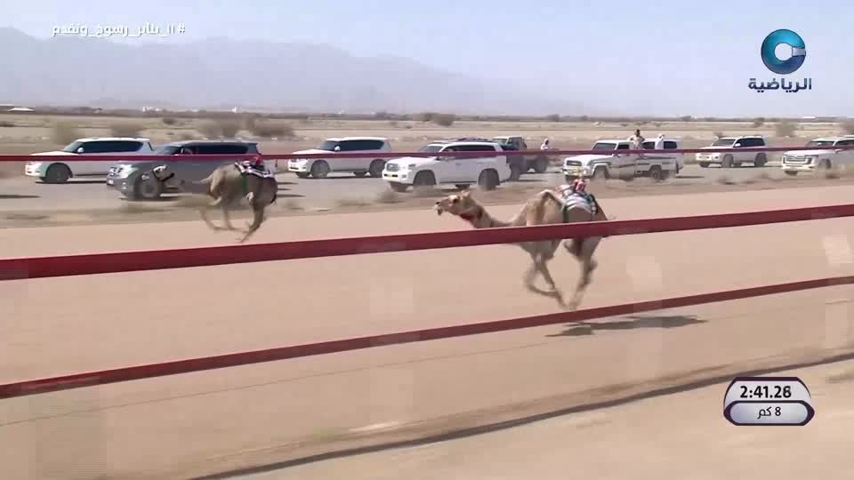 اليوم الرابع - السباق الختامي لكأس جلالة السلطان للهجن - الفليج 2025