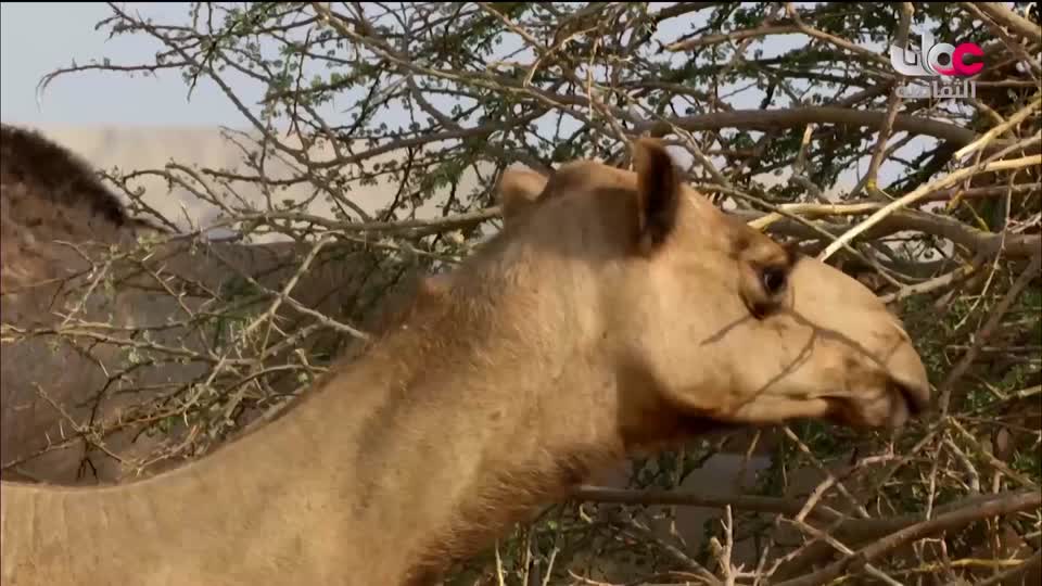 البرنامج الثقافي - غرائب الصحاري - الحلقة 3