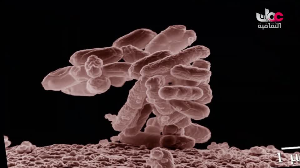 برنامج - حواضر اسلامية - الحلقة 12