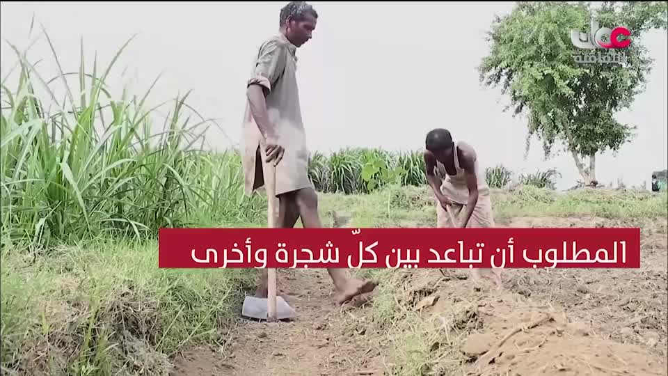 البرنامج الثقافي - عالم الأشجار