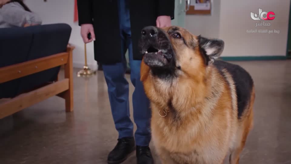 HUDSON AND REX - المسلسل الاجنبي - الحلقة 44