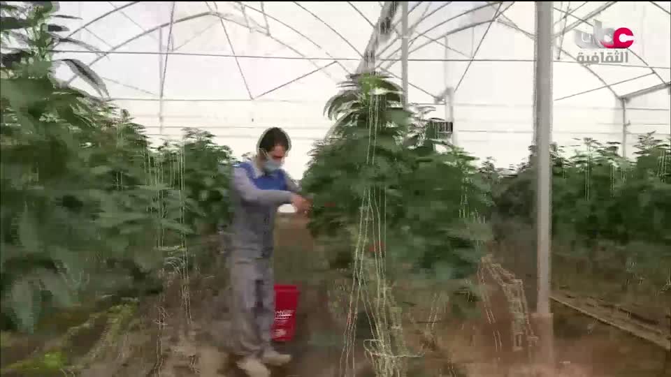 البرنامج الثقافي - أجمل ثمانون جزيرة في العالم