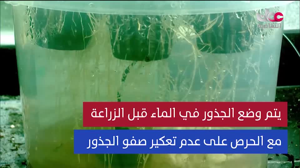 البرنامج الثقافي - عالم الأشجار