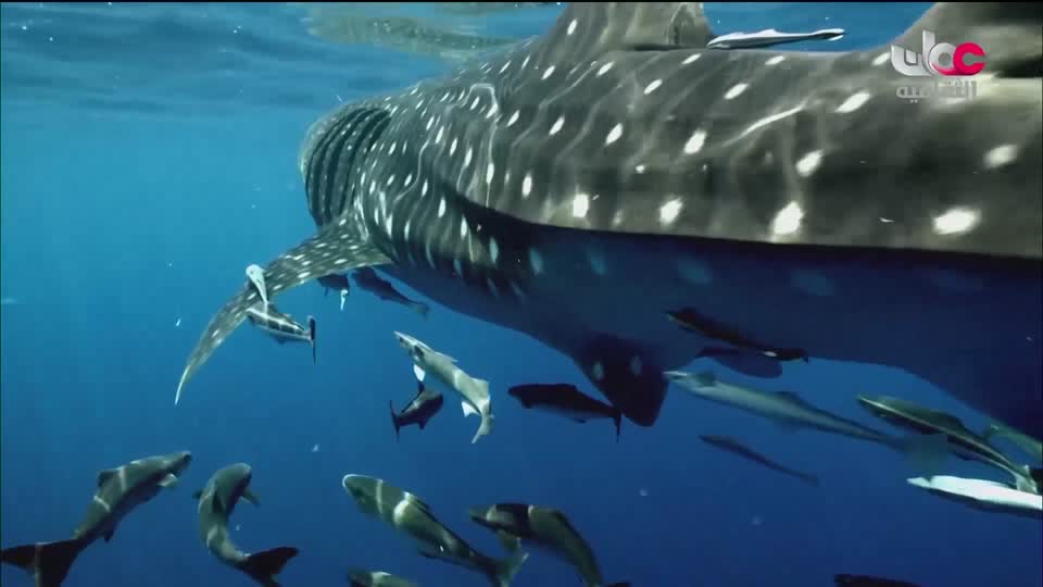 جلسات أيام بيت الزبير للسرد - 2023 - الحلقة 2