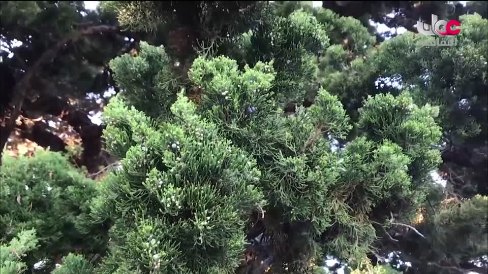 البرنامج الثقافي - عالم الأشجار