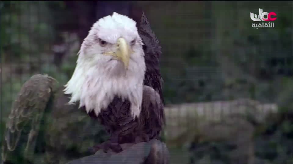 برنامج _ اعلام الشعر العربي - الحلقة 15