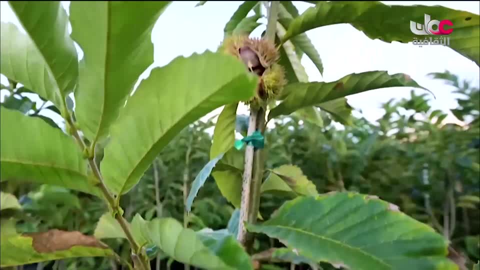 البرنامج الثقافي - عالم الأشجار