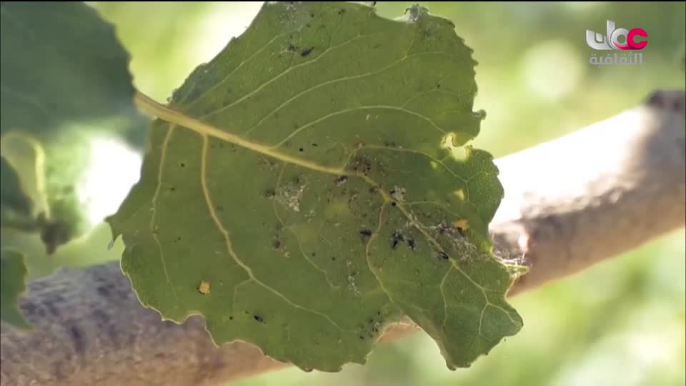 البرنامج الثقافي - أهل الأدب