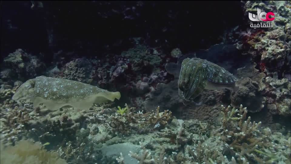 البرنامج الثقافي - غرائب البحار - الحلقة 2