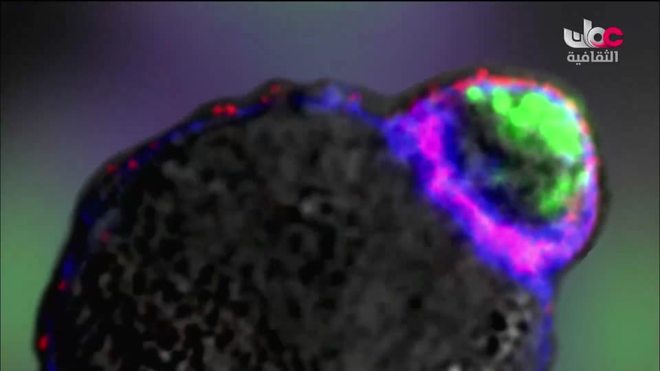 البرنامج الثقافي - هل تعلم ج2 - الحلقة 17