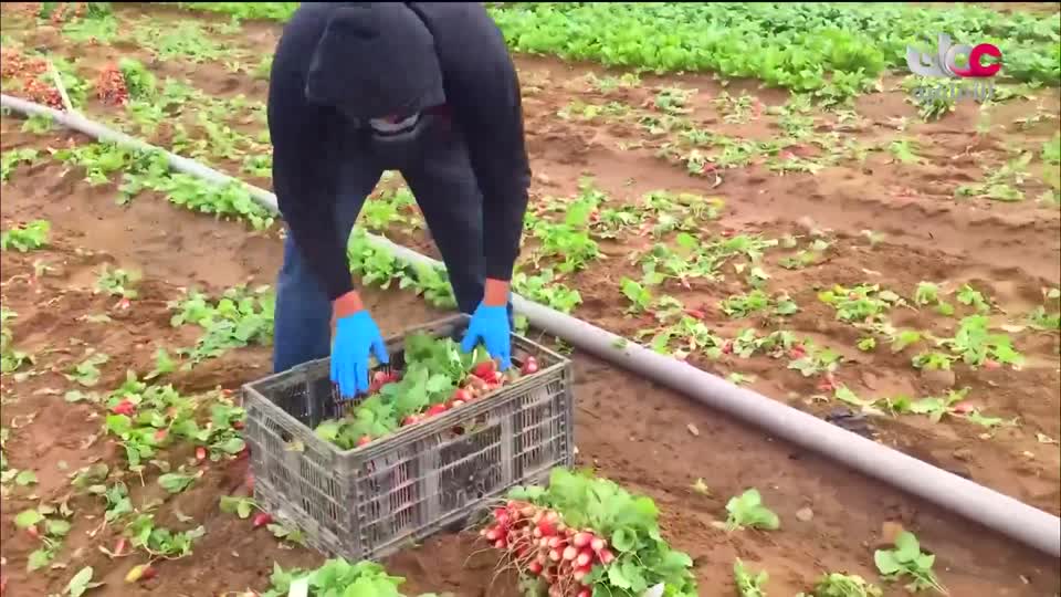 البرنامج الثقافي - أجمل ثمانون جزيرة في العالم