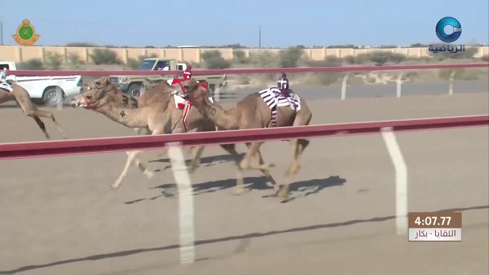 السباق العام للمهرجان السنوي لسباقات الهجن الاهلية - الفليج 2026 - الحلقة 6