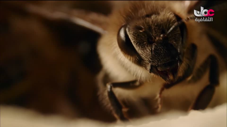 برنامج - قصص القطارات الشهيرة - الحلقة 5