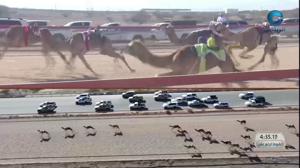 2026 السباق السنوي للاتحاد العماني لسباقات الهجن