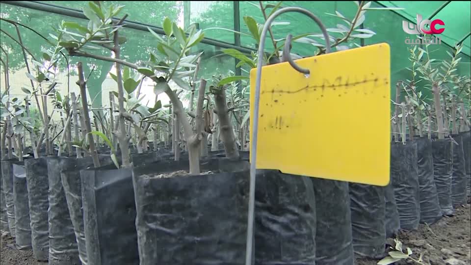 البرنامج الثقافي - عالم الأشجار