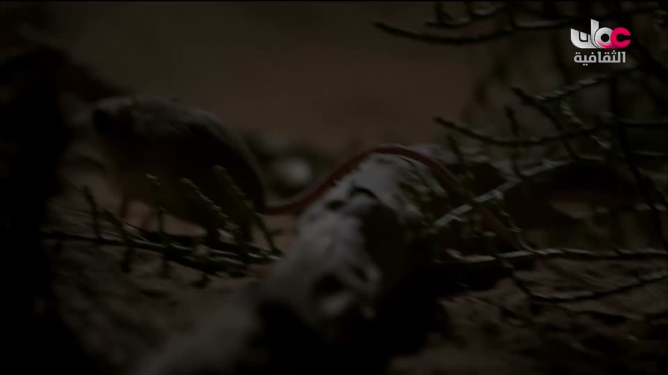 البرنامج الثقافي - أبجديات ثقافية - الحلقة 3