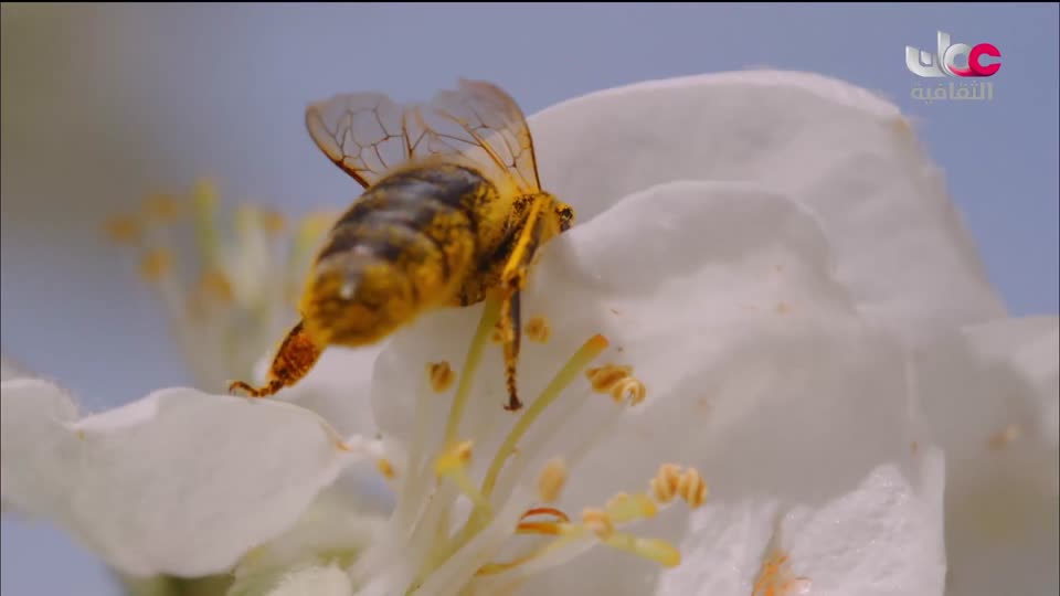 افضل عشرة فنون معمارية في العالم - الحلقة 8