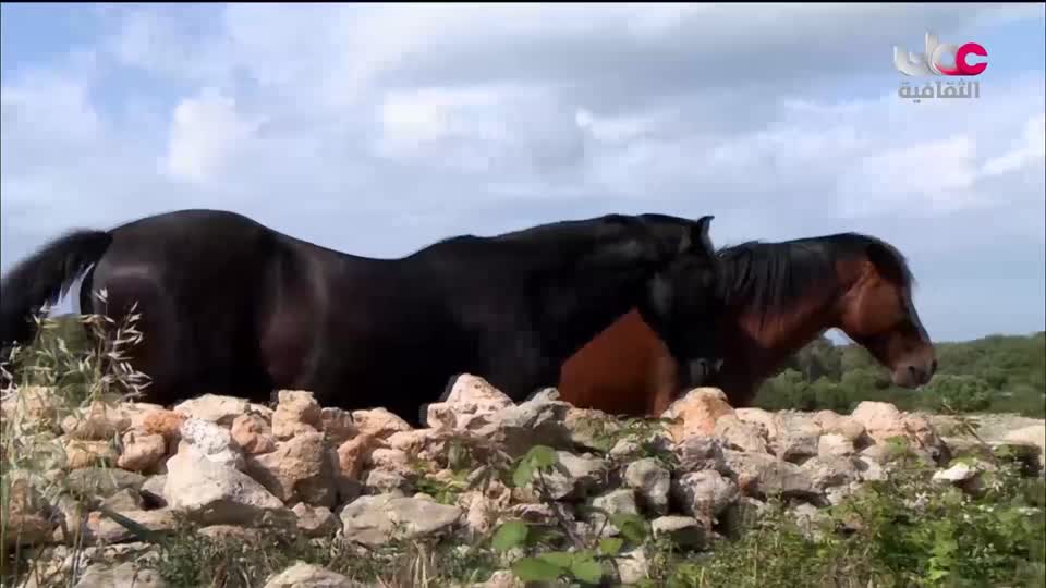 البرنامج الثقافي - الفضاء الشاسع - الحلقة 18