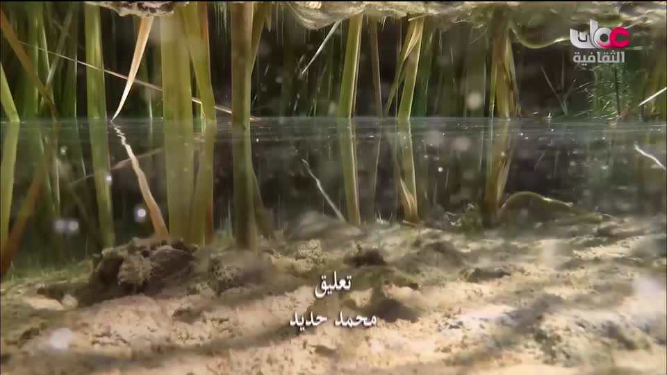 البرنامج الثقافي - غرائب الصحاري - الحلقة 4