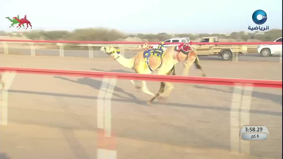 2026 السباق السنوي للاتحاد العماني لسباقات الهجن