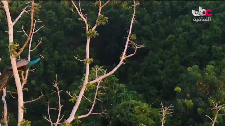 البرنامج الثقافي - عالم الأشجار