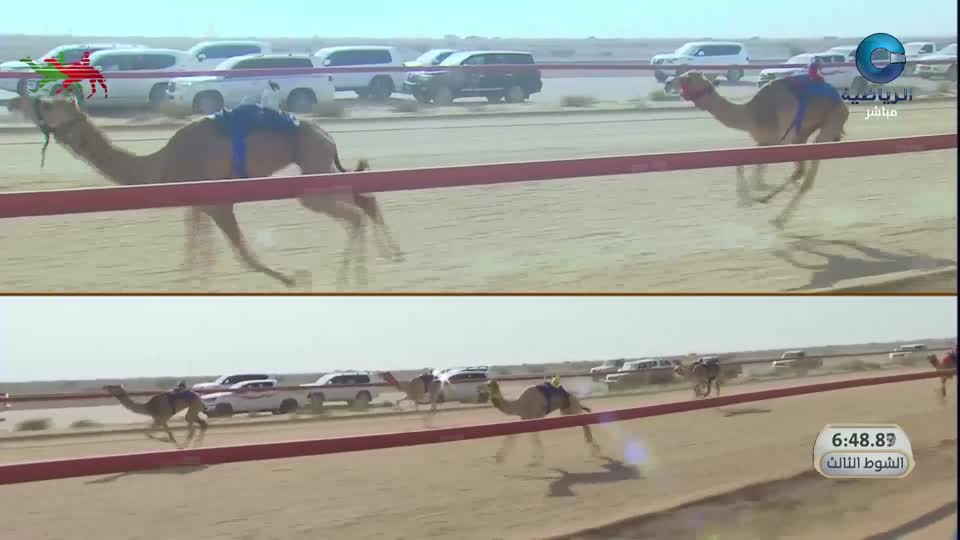 2026 السباق السنوي للاتحاد العماني لسباقات الهجن