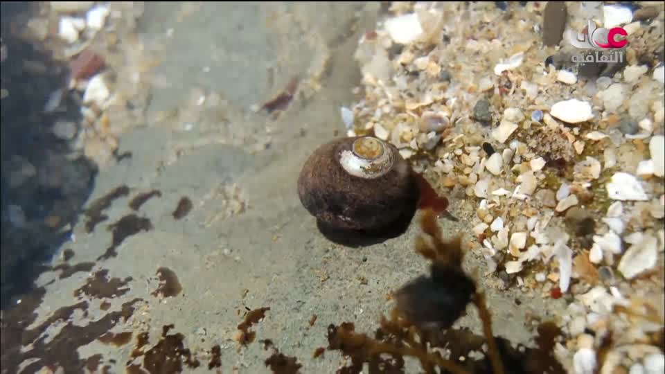 البرنامج الثقافي - هل تعلم ج2 - الحلقة 21