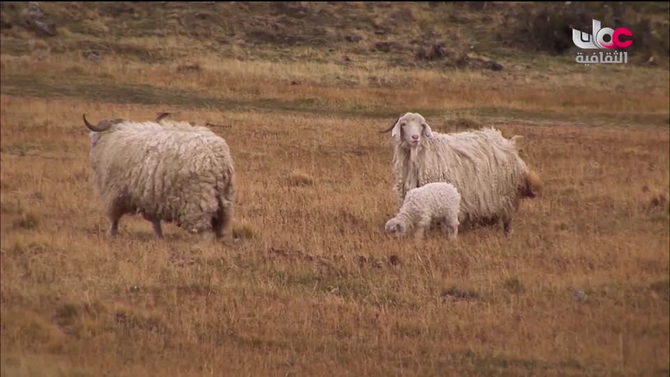 البرنامج الثقافي - عالم المعرفة - الحلقة 20