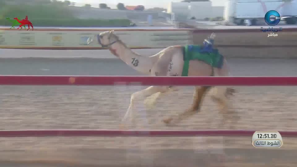 2026 السباق السنوي للاتحاد العماني لسباقات الهجن