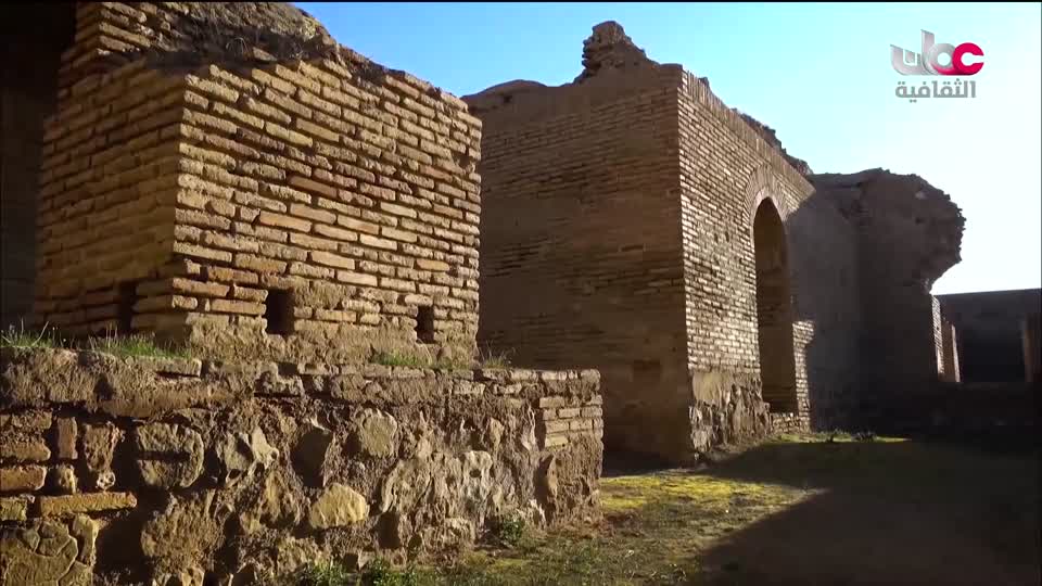 البرنامج الثقافي - عالم الأشجار