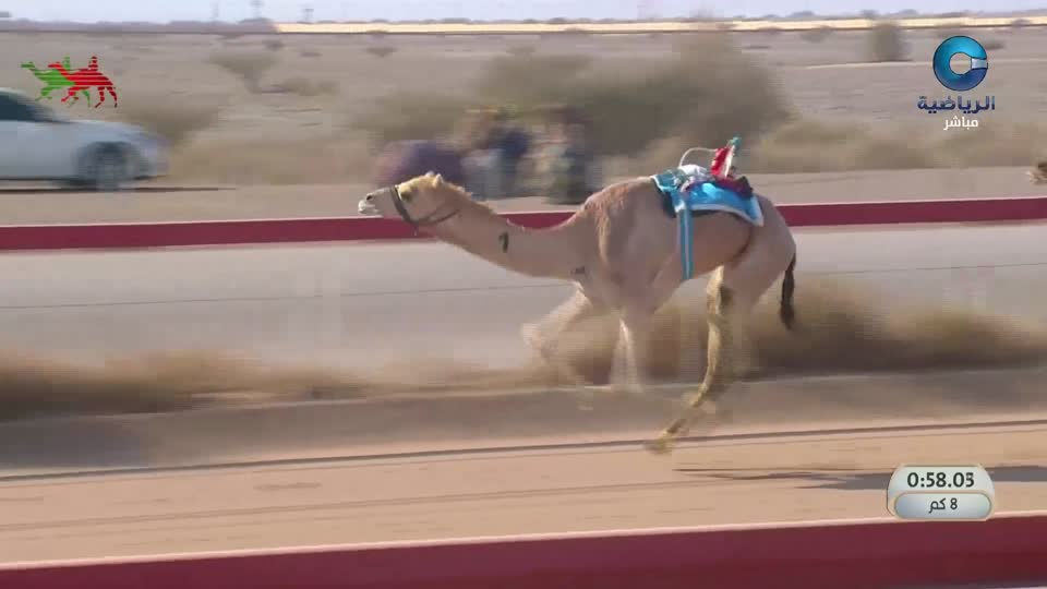 2026 السباق السنوي للاتحاد العماني لسباقات الهجن