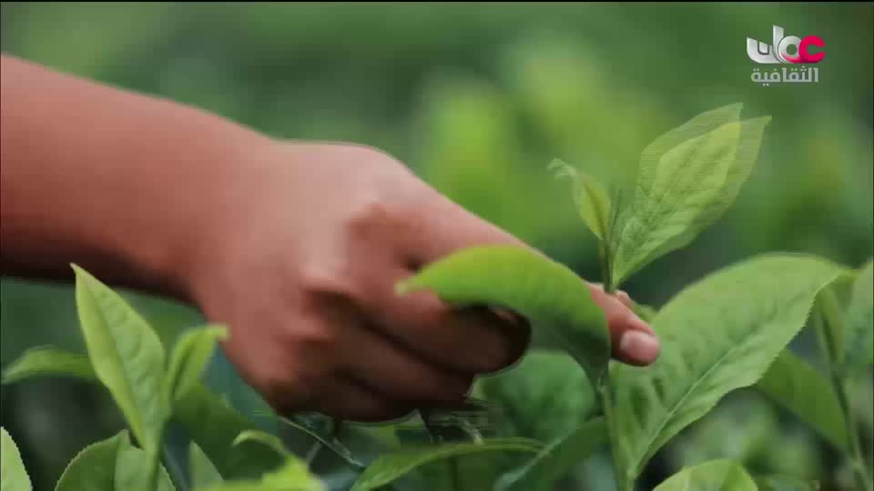 البرنامج الوثائقي - الأمن الغذائي - الحلقة 11