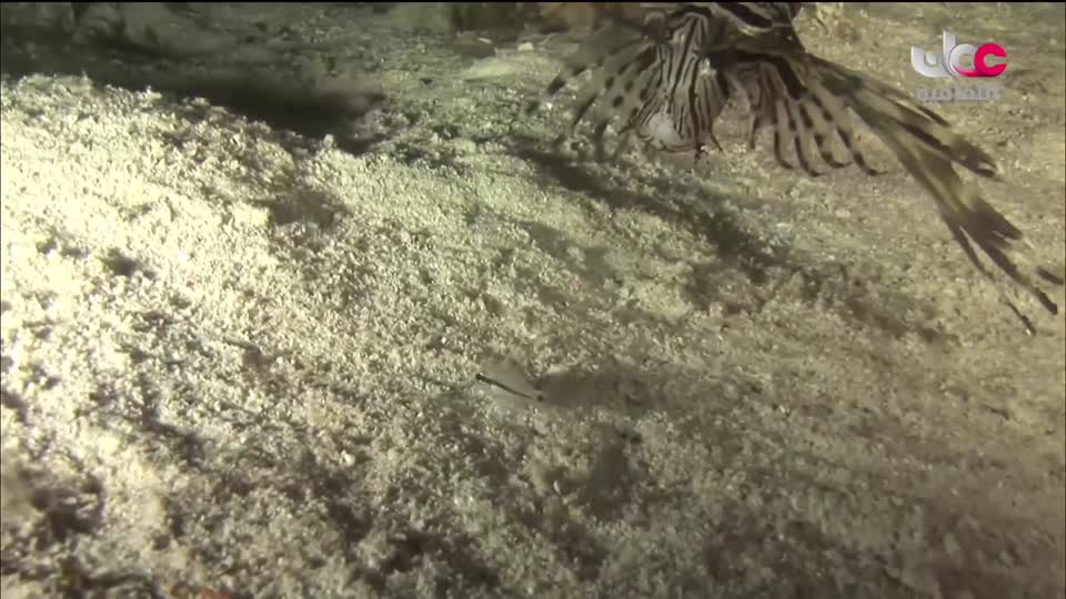 البرنامج الثقافي - أجمل ثمانون جزيرة في العالم