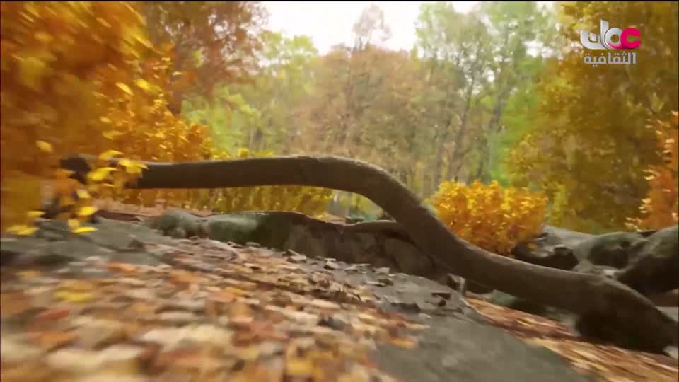 البرنامج الثقافي - أهل الأدب