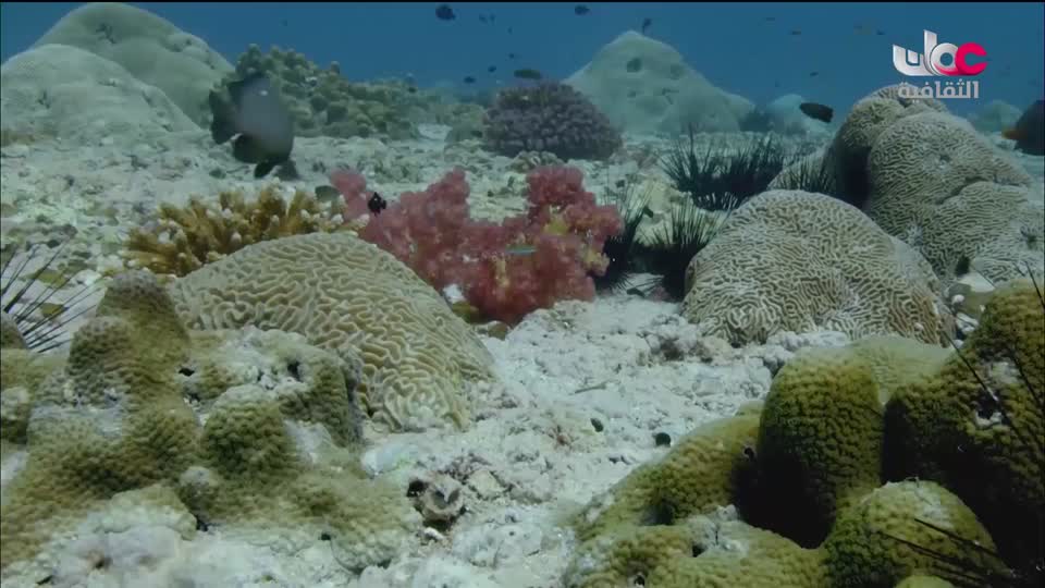 جلسات أيام بيت الزبير للسرد - 2023 - الحلقة 9