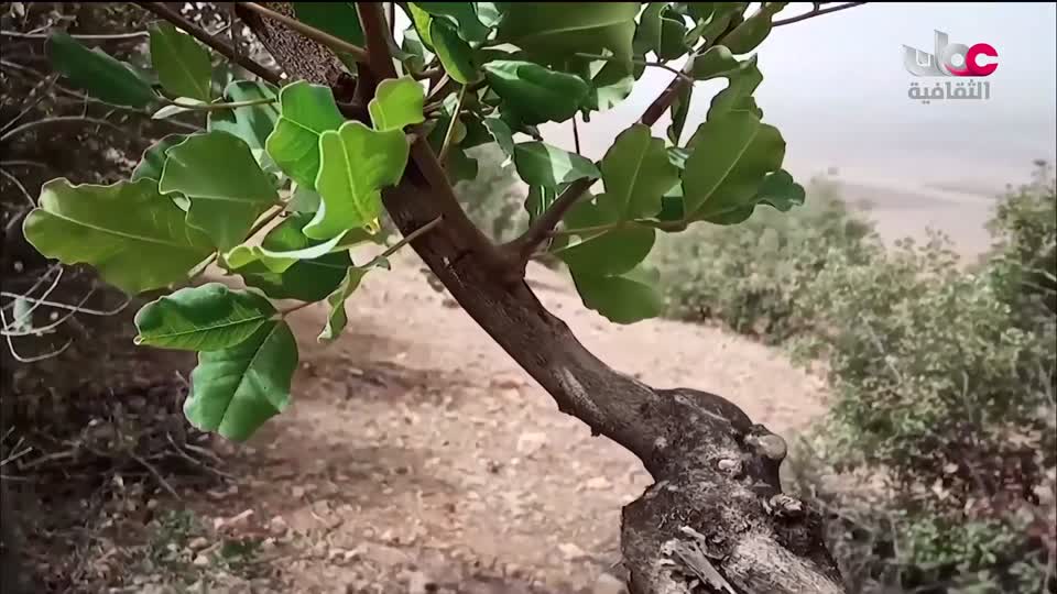 البرنامج الثقافي - عالم الأشجار