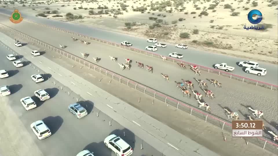 سباقات الهجن الاهلية