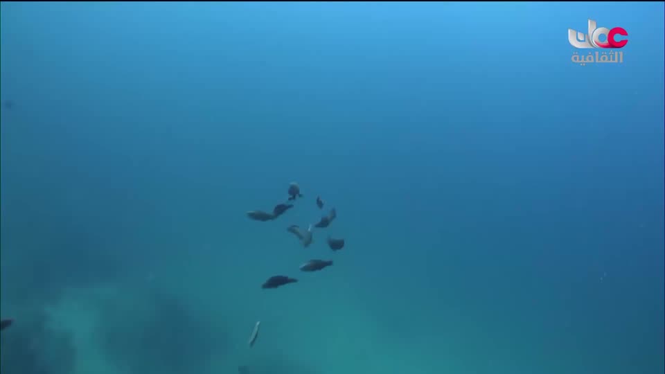 البرنامج الثقافي - غرائب البحار - الحلقة 3